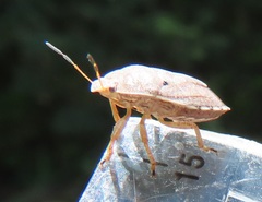 Erachtheus lutulentus