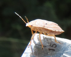 Erachtheus lutulentus