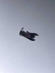 Euodynerus apopkensis