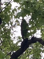 Amazona viridigenalis