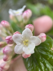 Viburnum × burkwoodii