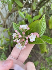 Viburnum × burkwoodii
