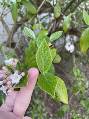 Viburnum × burkwoodii