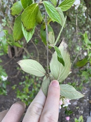 Viburnum × burkwoodii