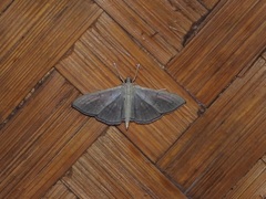 Poliobotys ablactalis