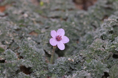Erodium lebelii