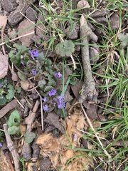 Glechoma hederacea