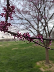 Cercis canadensis
