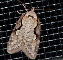 Semioscopis packardella