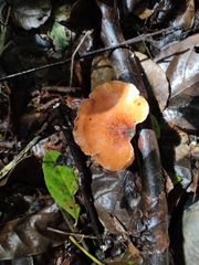 Neodictyopus dictyopus