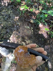 Neodictyopus dictyopus