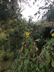 Tithonia longiradiata