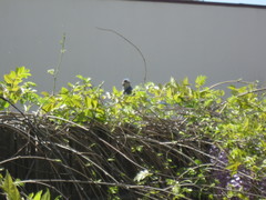 Aphelocoma californica