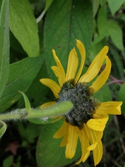 Tithonia longiradiata