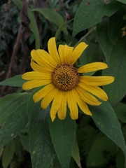Tithonia longiradiata