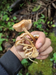 Armillaria mexicana