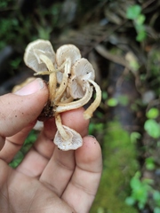 Armillaria mexicana