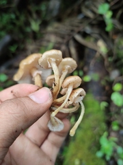 Armillaria mexicana