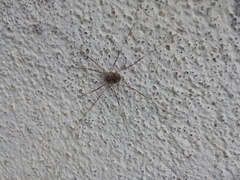 Dasylobus graniferus