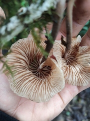 Marasmius maximus
