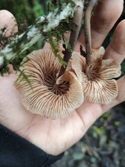 Marasmius maximus