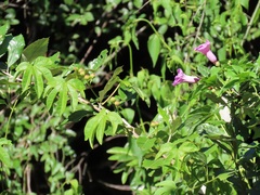 Ipomoea mauritiana