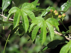 Ipomoea mauritiana