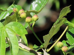 Ipomoea mauritiana