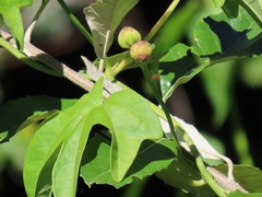 Ipomoea mauritiana