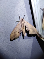 Marumba cristata bukaiana