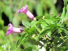 Ipomoea mauritiana