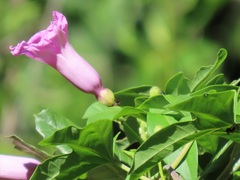 Ipomoea mauritiana