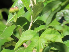 Ipomoea mauritiana