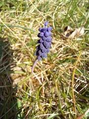 Muscari neglectum