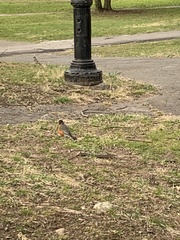 Turdus migratorius