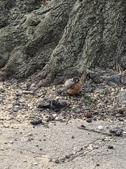 Turdus migratorius