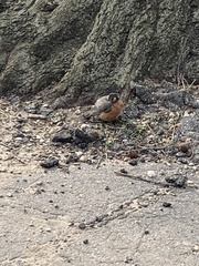Turdus migratorius