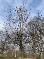 Liquidambar styraciflua