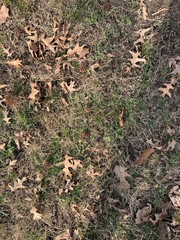 Liquidambar styraciflua