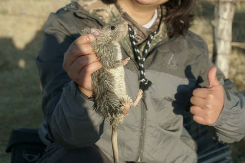 White-toothed Woodrat (Neotoma leucodon)