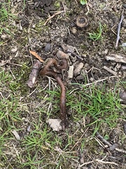 Lumbricus terrestris