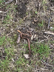 Lumbricus terrestris