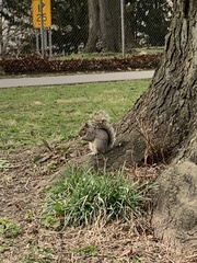 Sciurus carolinensis