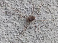 Dasylobus graniferus