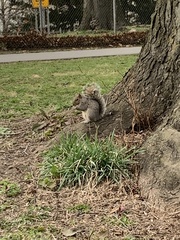 Sciurus carolinensis