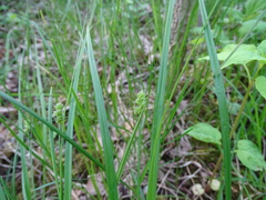 Carex cephaloidea
