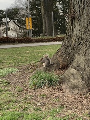 Sciurus carolinensis