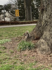 Sciurus carolinensis