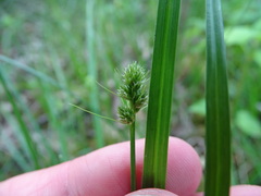 Carex cephaloidea