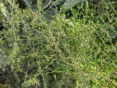 Asparagus aphyllus